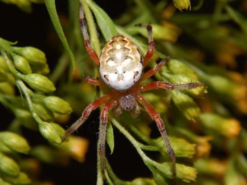 Araneus marmoreus da confermare